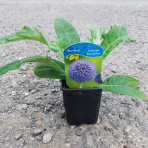 Ježibaba modrá (Echinops bannaticus) ´BLUE GLOW´ - kont. P9